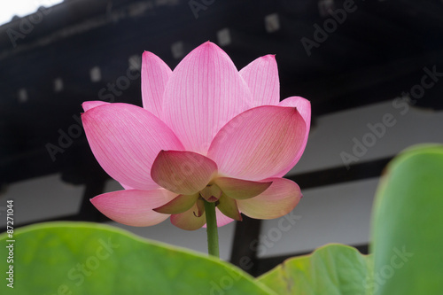 Blooming lotus flower shallow dept of field