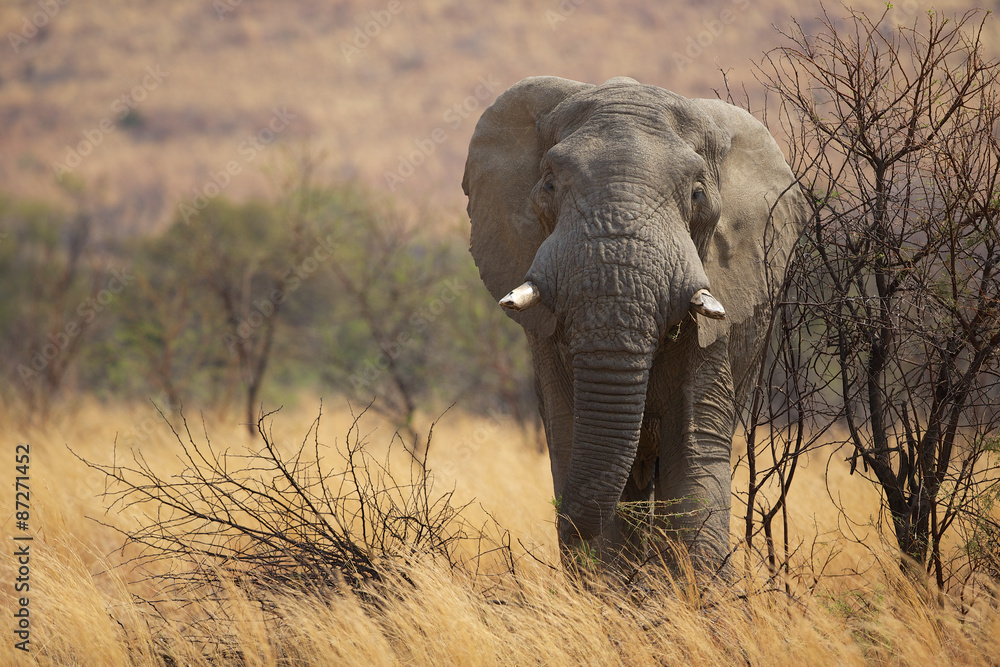 Large African elephant eating