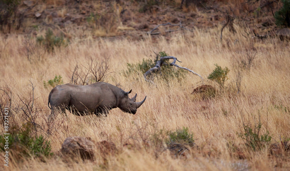 Fototapeta premium A black rhino in the grasslands