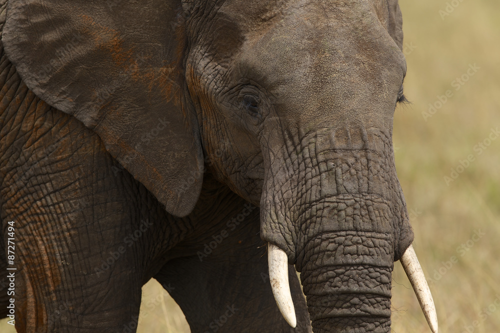 Obraz premium African elephant close-up