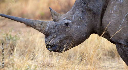 Close up of a white rhino