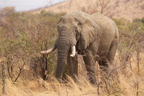 African elephant