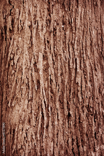 Tree bark texture