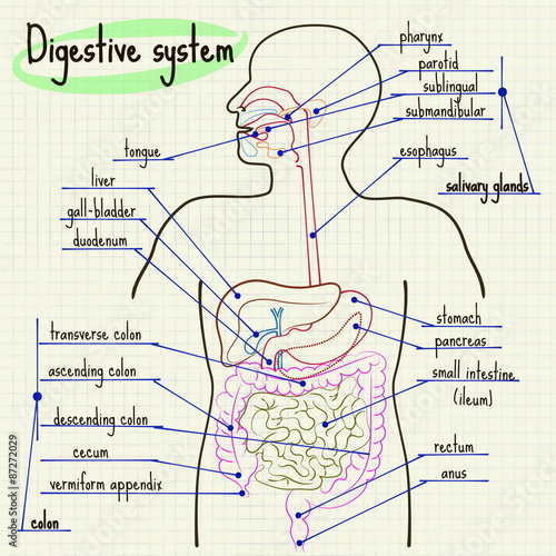 Digestive system of man