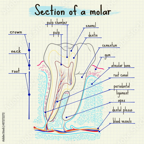 structure of human tooth