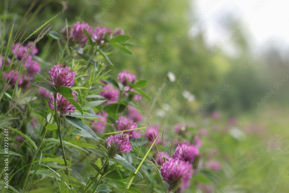 wild clover field wild clover field
