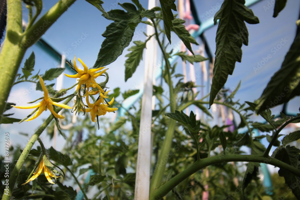 Fototapeta premium blooming tomatoes