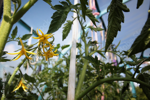 blooming tomatoes