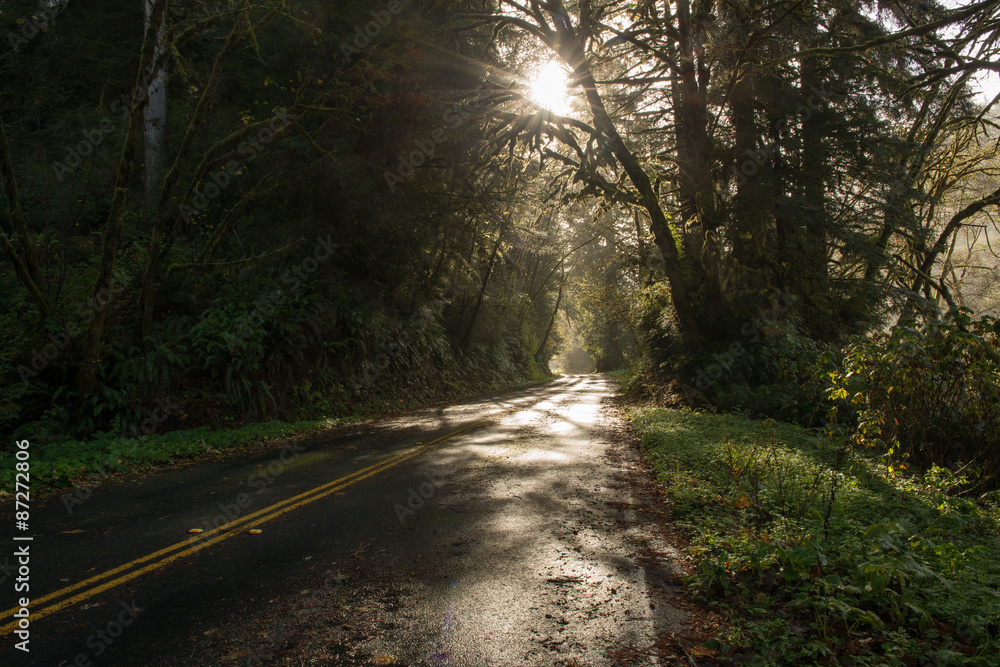 American road through the forest American road through the forest
