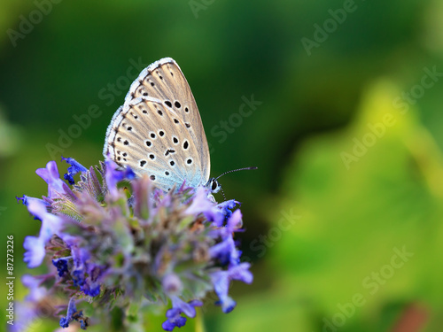 Butterfly Summer © andiz275
