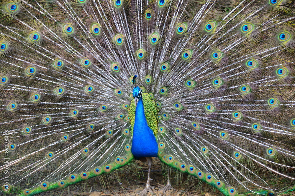 Obraz premium A peacock