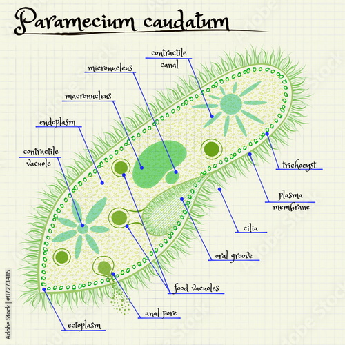 the structure of Paramecium saudatum