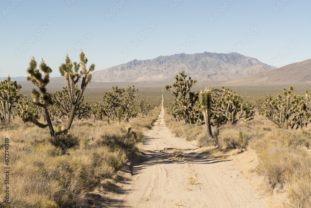 Fototapeta premium Desert road. Joshua tree National Park 