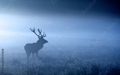 Moonlight. a red deer stag shilloette in the moonlight