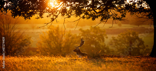 Sunrise. A fallow deer buck resting one autumn morning