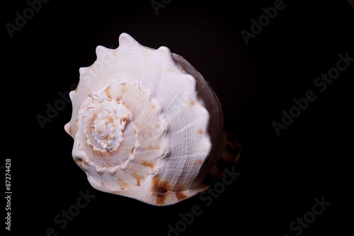 sea shell on black
