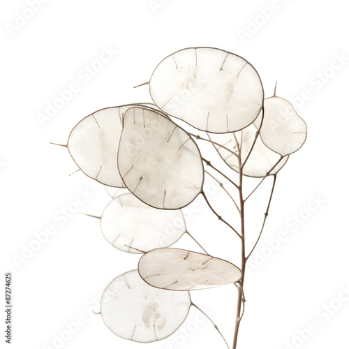 Fotografi Lunaria annua, silver dollar plant
