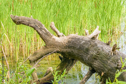 Uprooted Tree and Reeds © Maxal Tamor