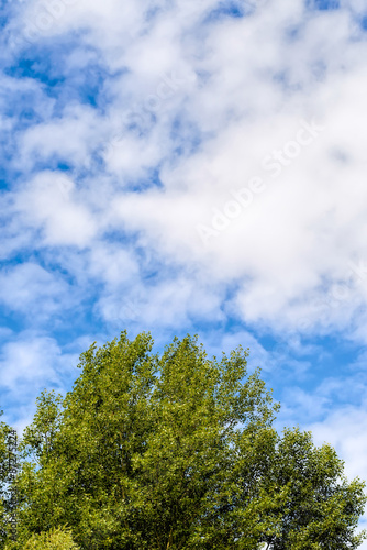 Cloudy Sky Over the trees