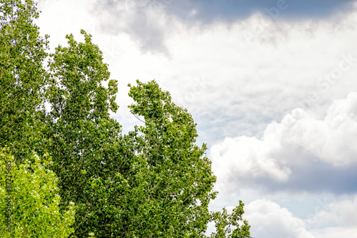 Stormy Sky Over the trees