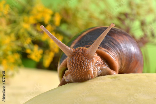 Foto Portrait of a snail on a background of plants
