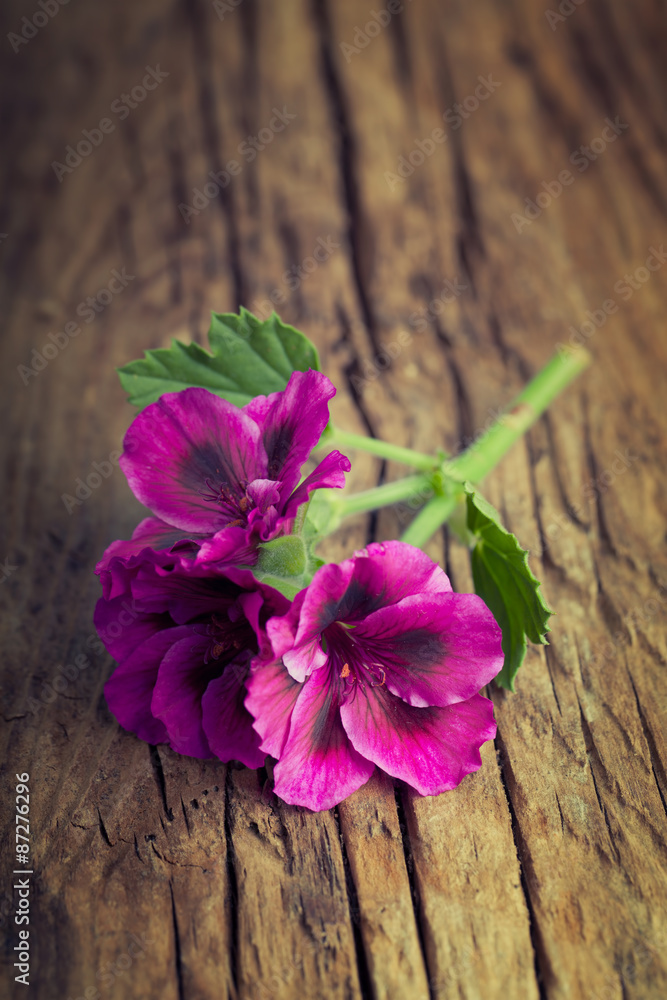 Fototapeta premium Beautiful pink geranium on a vintage wood background