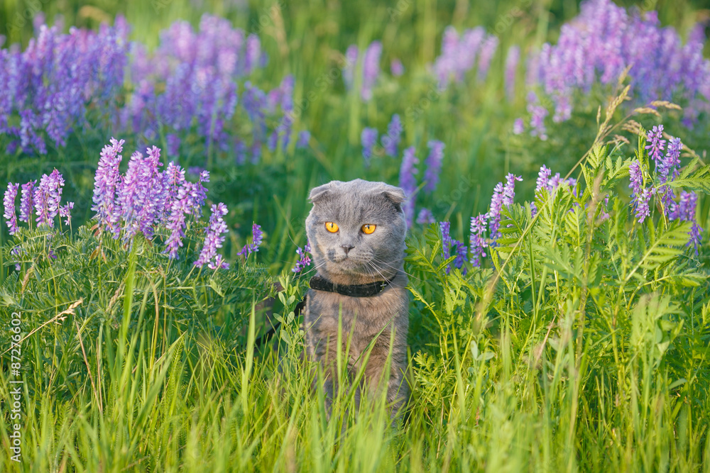 Obraz premium Grey british cat in the grass