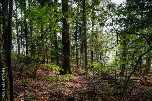 Wild forest inside view  summer time