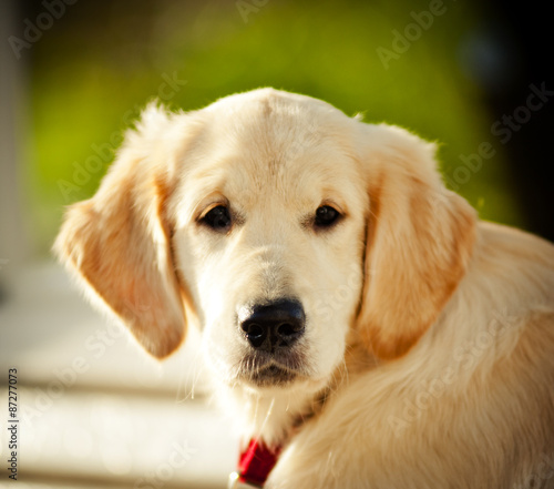 beautiful glden retriever pup © Mari_art