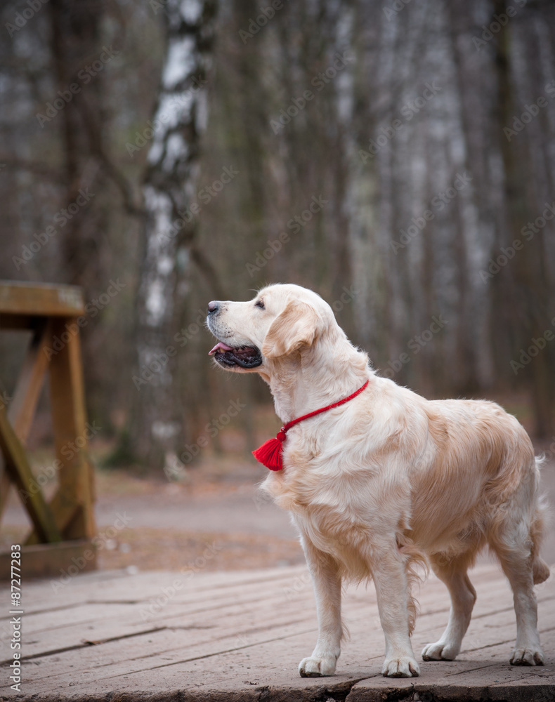 Golden retriever on a bridge in a park Golden retriever on a bridge in a park
