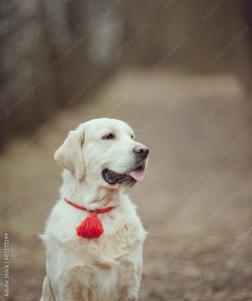 Golden retriever in forest Golden retriever in forest