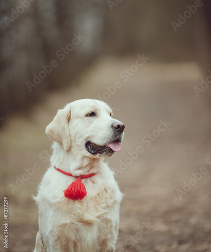 Golden retriever in forest