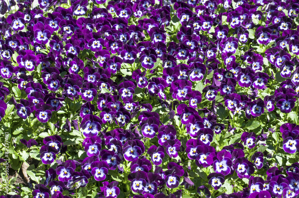 Many purple pansies background