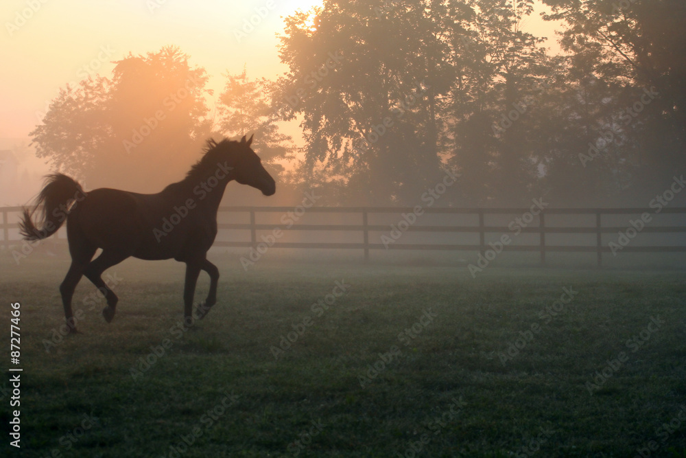 Fototapeta premium Arabian Horse Trotting in Fog - Koń arabski kłusuje wokół jego pastwiska w porannej mgle.