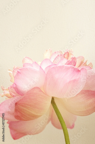 sweet color lotus in soft color and blur style on mulberry paper texture  