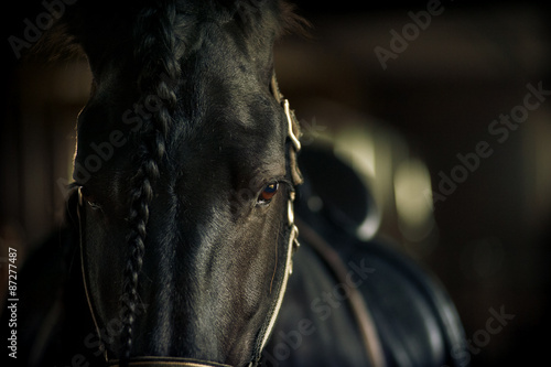 Frisian stallion closeup in equine ammunition inside the stable #87277487