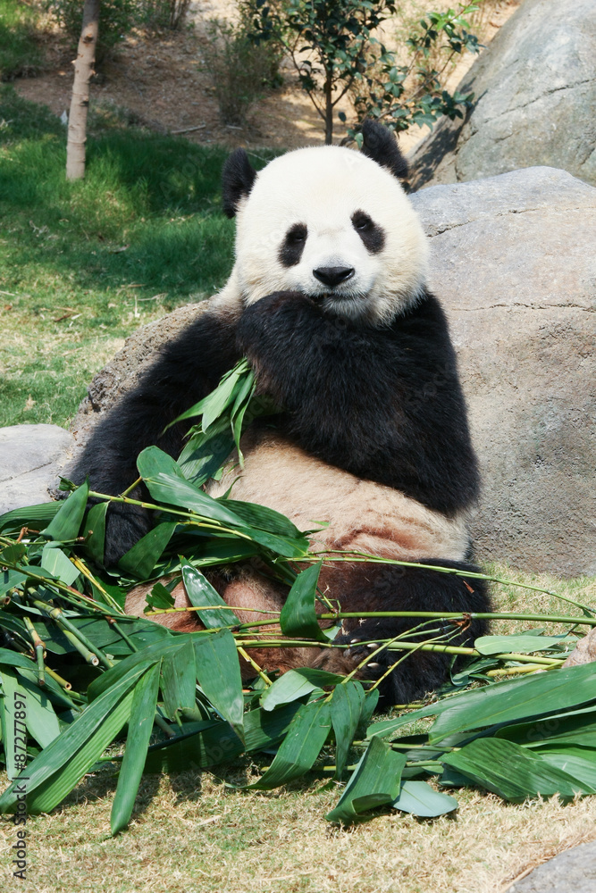Fototapeta premium Panda jedząca bambus