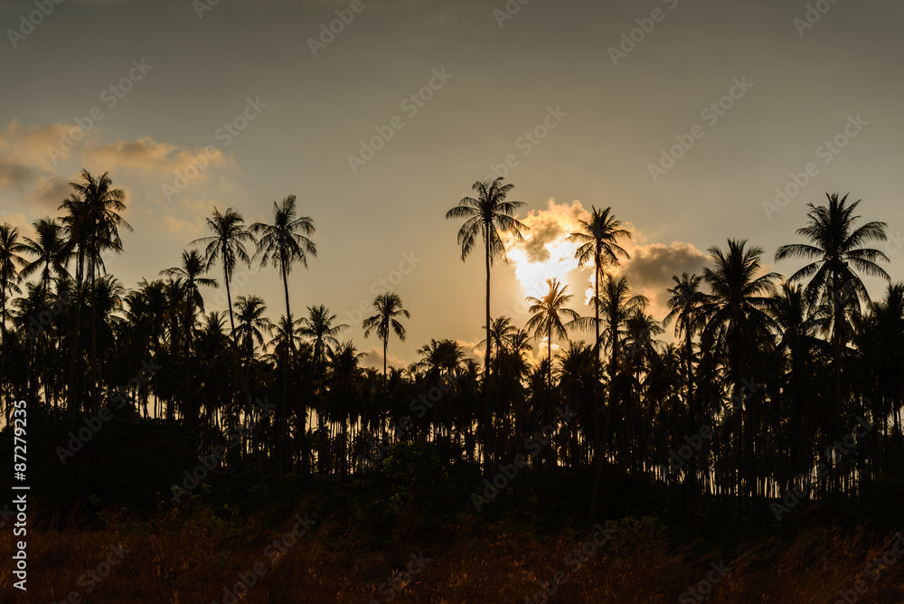 Obraz premium Coconut tree at sunset.