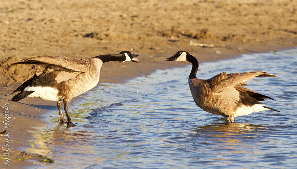 Funny expressive talk between two Canada geese Funny expressive talk between two Canada geese