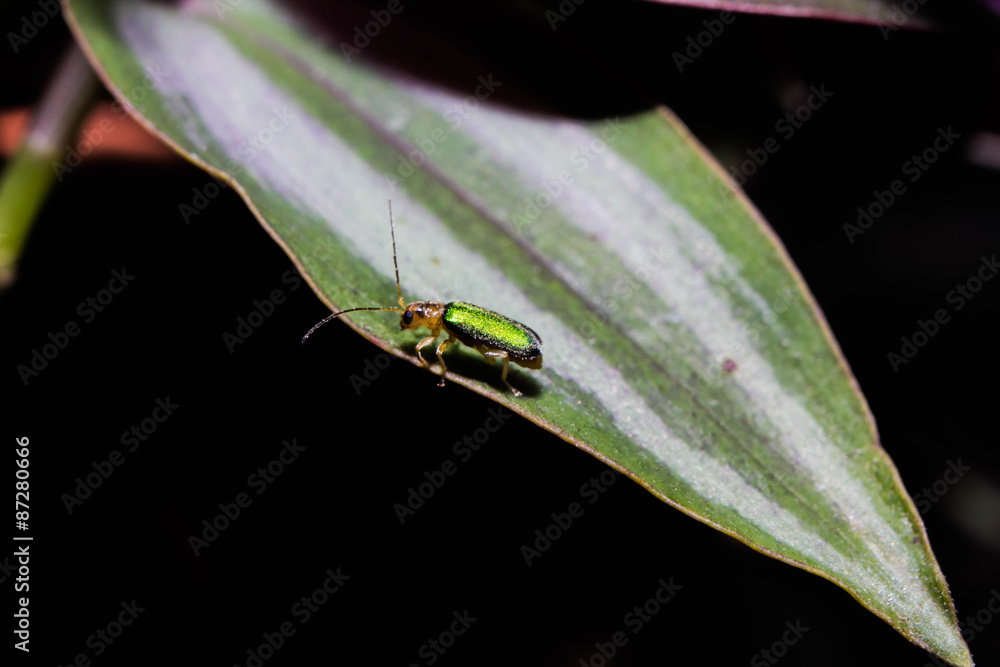 insect insect
