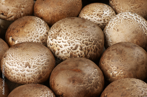 Brown cap mushrooms