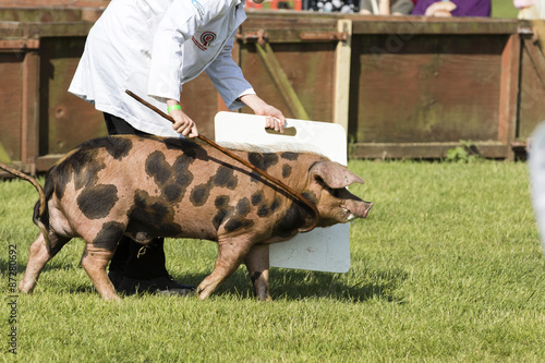 pig being judged