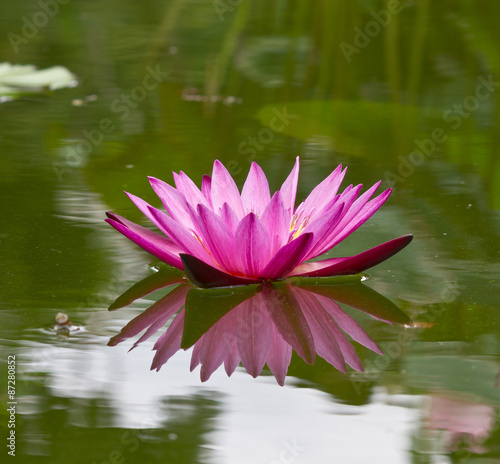 beautiful lotus flower in the pond
