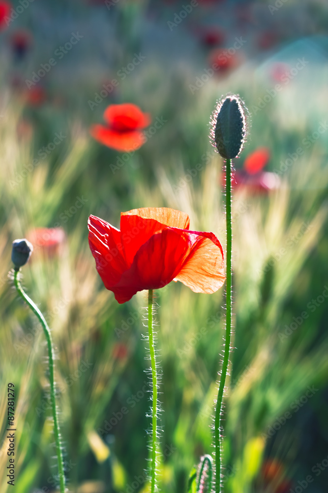 Obraz premium 양귀비