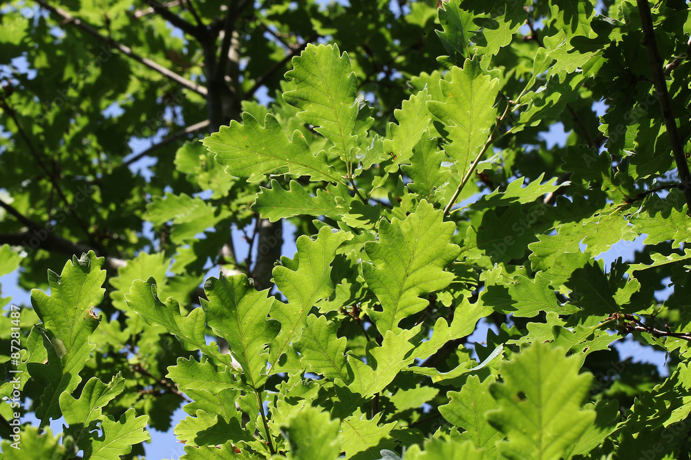 The foliage of trees in the sun The foliage of trees in the sun