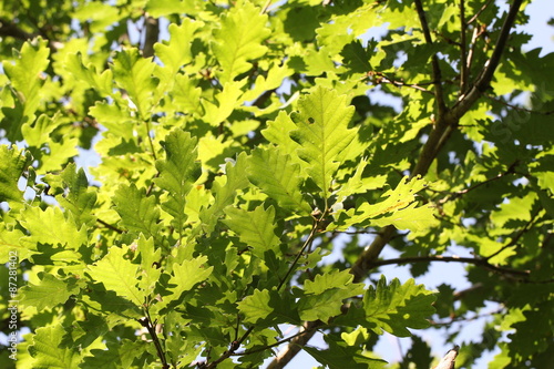 The foliage of trees in the sun