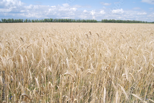 пшеница поле