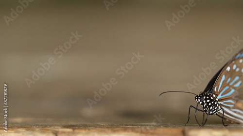 panning shot of Dark Blue Tiger butterfly (Tirumala septentrionis) on wood photo