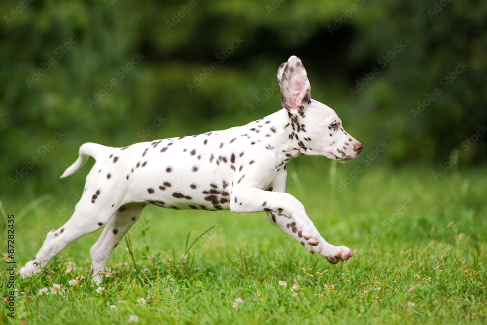 happy dalmatian puppy running outdoors in summer