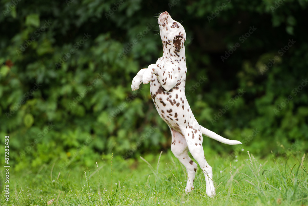 adorable dalmatian puppy jumping up adorable dalmatian puppy jumping up